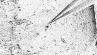 Schaffer et. al. CryoLiftOut