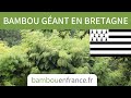 Des bambous geants en bretagne