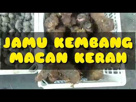 Resep Jamu Kembang Macan Kerah