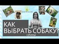 Как правильно подобрать собаку для себя || 5 вопросов. Серия №1