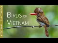 Southern vietnam birding adventure day one   an enchanted bird hide