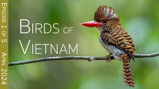 Southern Vietnam Birding Adventure: Day One   An Enchanted Bird Hide