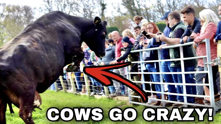 COWS GO CRAZY SEEING GRASS FOR THE FIRST TIME IN 6...