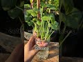 Aprende a cultivar tus alimentos desde casa🥦🥬#hidroponía