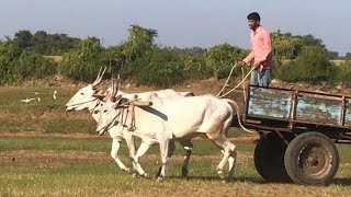 Powerful Hallikar bullock cart bulls running