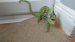 Handling my angry chameleon