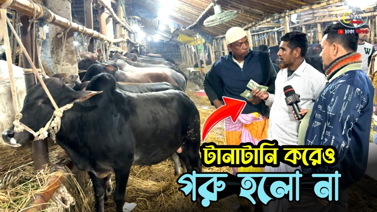 মঞ্জু ব্যাপারীর গরু 