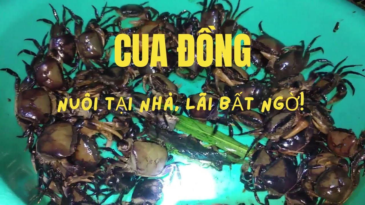 Làm Giàu Từ Mô Hình Nuôi Cua Đồng Trong Bể Xi Măng | Hiệu Quả Cao