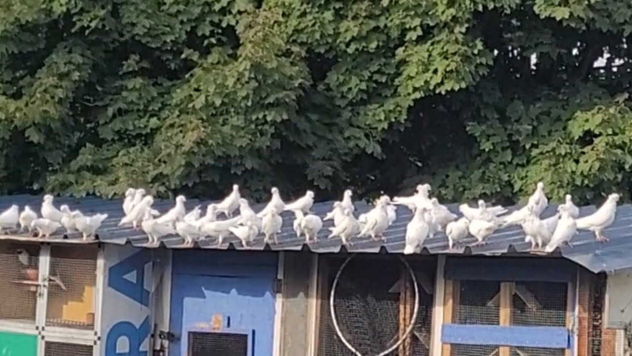 🕊🕊🕊🕊مطيار ارافل للعيوكم 🕊🕊🕊🕊