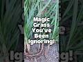 Magic Grass You’ve Been Ignoring! #shorts #trending