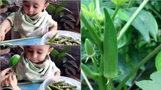 Simple Way To Cook Lady finger✓Okra 🥬🥦