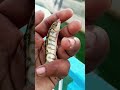 🐠The King of Freshwater Predators😱‼️✅#shorts #viralvideo #viral #hugefish #sea #video #viralmoment