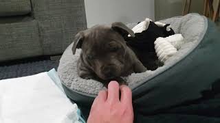 Meet Holly The Blue Staffy  First Morning