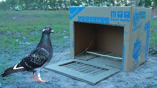 Easy Quick Pigeon Trap Using Cardboard Box