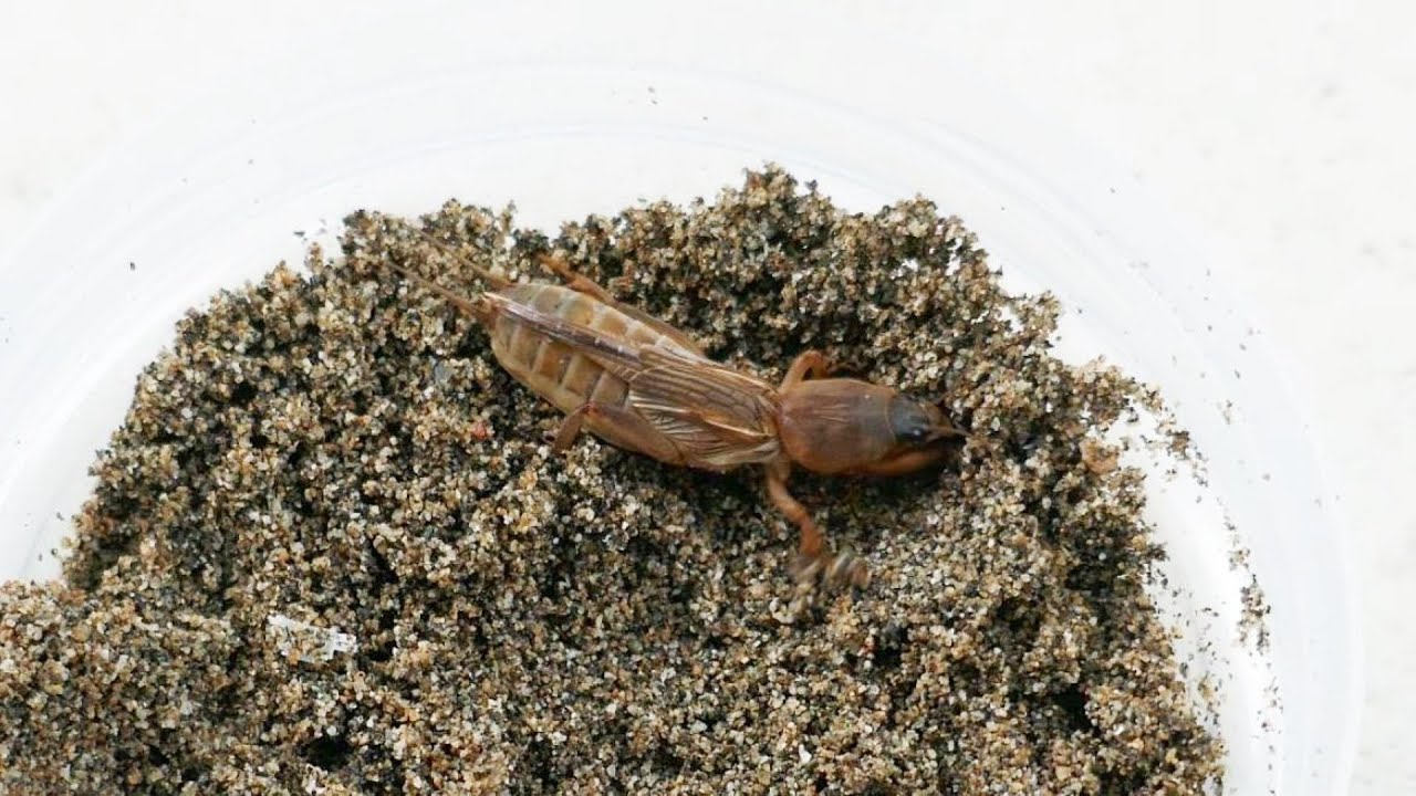 凄い速度で土に潜るケラ - YouTube