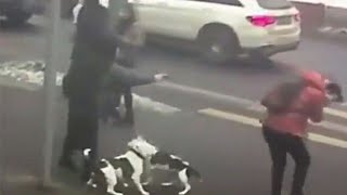 Мужчина натравил бойцовских собак на прохожих в Москве