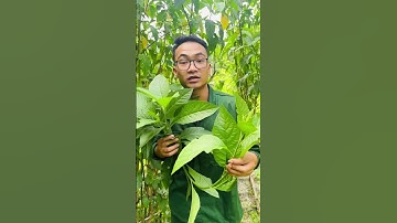 Cây Mật Gấu Nam tốt cho tiêu hoá