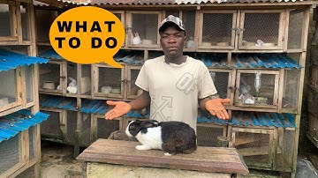 What to do when your female rabbit gives birth