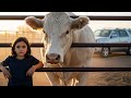 They Didn’t Believe the Lost Girl… Until a Bull Followed Her All the Way to the Pickup Truck!