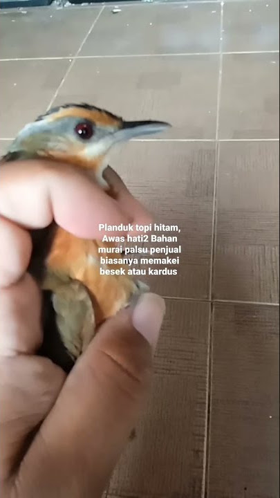 planduk topi hitam, awas hati2 bahan murai palsu