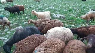 Destana Leheng Dengbej Nuro Asyayê