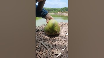 none sprouted coconut cutting, unbelievable green coconut ASMR cutting skills #satisfying