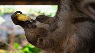 Our baby two-toed sloth wants to play!