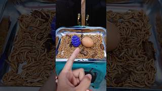 Egg Vacuum Machine Between Grapes Full of Worms 😱😱😱