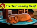 Relaxing Dog Sleep Music 💖 Calming Music For Dogs &amp; Puppies Best Sleeping