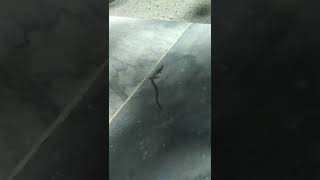 Coocodil Shot Abott Plane Abbott