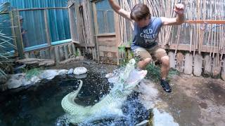 Hand Feeding Every Alligator at Colorado Gators!