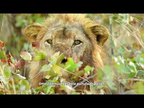 Video: Luonnon suojeleminen tarkoittaa elämän suojelemista