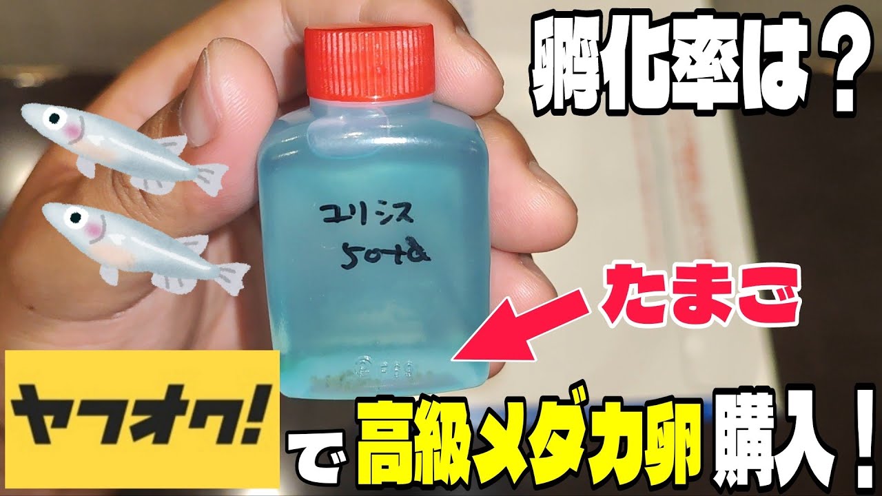 I bought some high-quality medaka eggs on Yahoo! Auctions! Here's