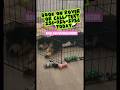 More Than Pet Care — Personalized Dog Daycare & Training with Alyssa’s Canine Connection! #pets