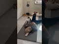 甘えた猫のスキンシップが可愛すぎる