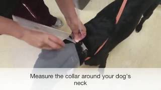 Emscote Vet's Handy Hints - How to put a buster collar on your dog
