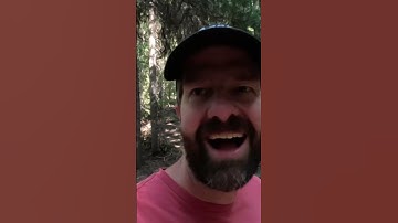 Nemo Roamer First Impressions