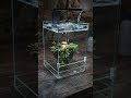 I've created a nano glass rain terrarium to green up my terrabase. #terrarium #rain #art #shorts