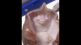 Good Bear - All The Cute Ones