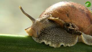 What is a Mollusk with Examples of Mollusca | Phylum Mollusca by The Parakeet 349 views 2 months ago 14 minutes, 18 seconds