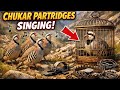 Beautiful Sounds of Chukar Partridges