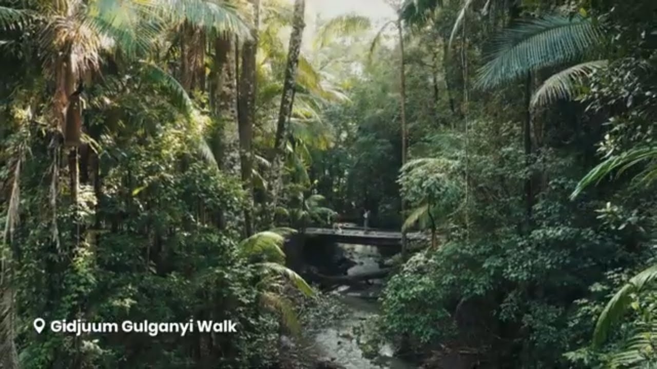 Gidjuum Gulganyi Walk: the ultimate multi-day rainforest hike | Bundjalung Nation | 
