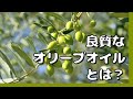 【オリーブオイル②】オリーブオイルソムリエが語る 良質のオリーブオイルとは❓　オリーブ収穫からオイルが出来るまで