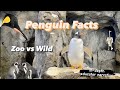 Calgary Zoo Penguin Habitat