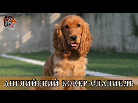 Английский кокер-спаниель. О породе собак и особенности ухода.