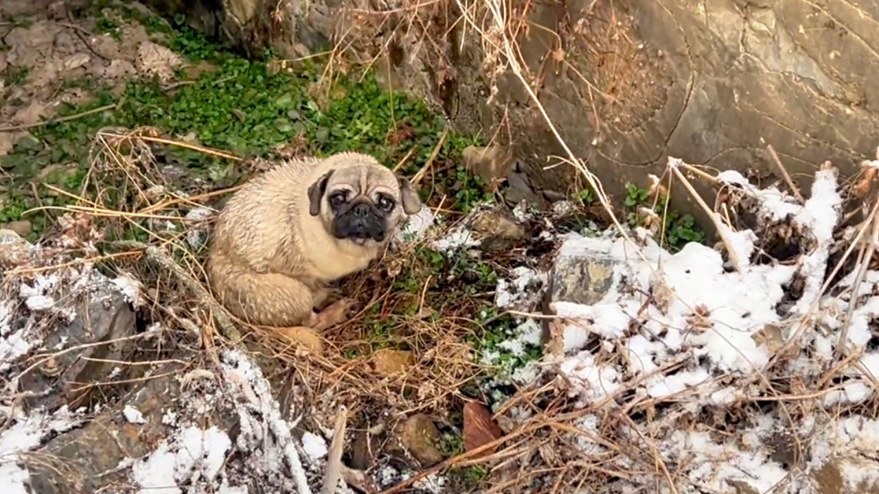 Abandoned in the Freezing Cold, This Poor Dog Hid in a Drainpipe to ...