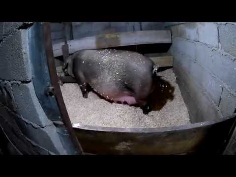 როგორ ნებივრობს ჩემი დუროკი ...