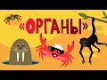 Капитан Краб: "Органы"