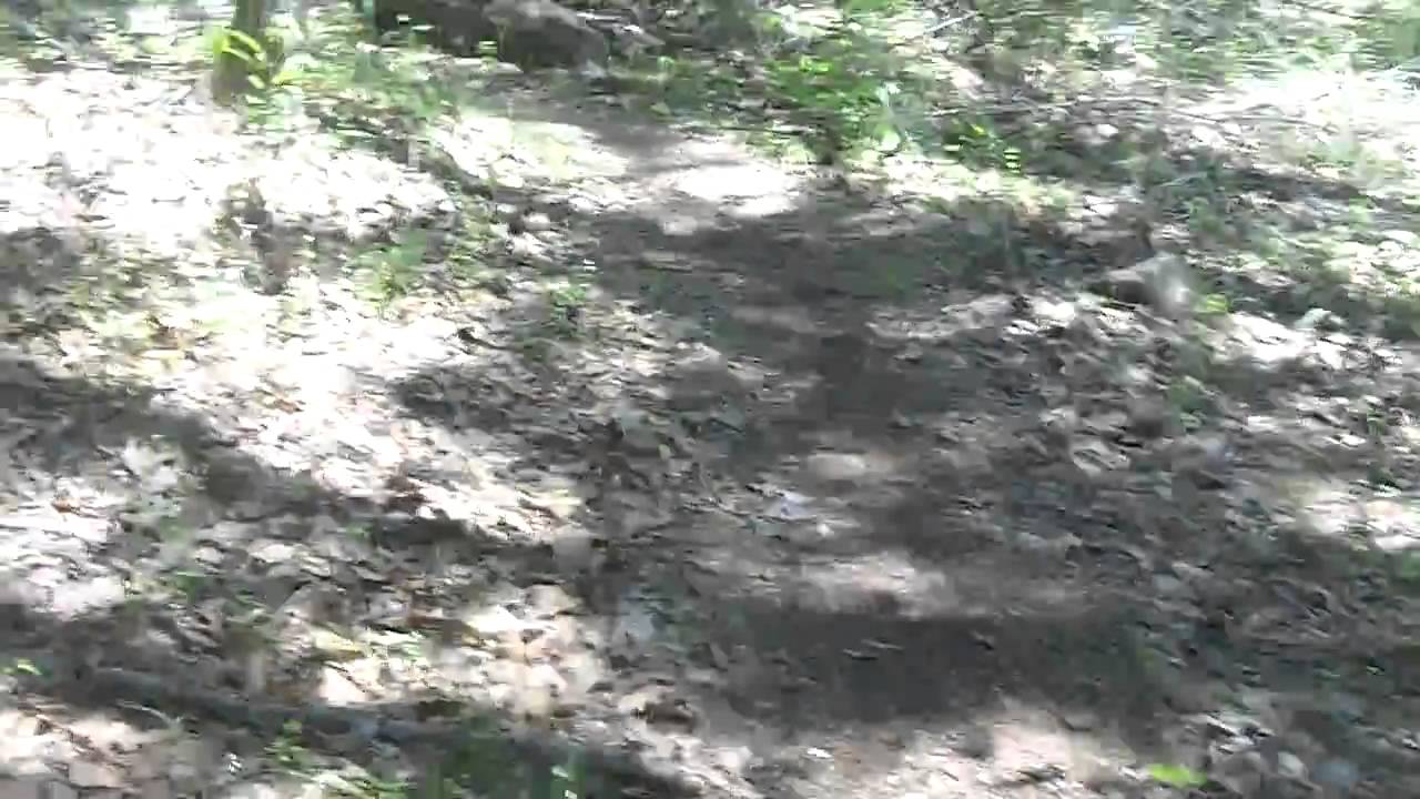 video phone beyonce mp3 Ouachita 50 Miler-Trail