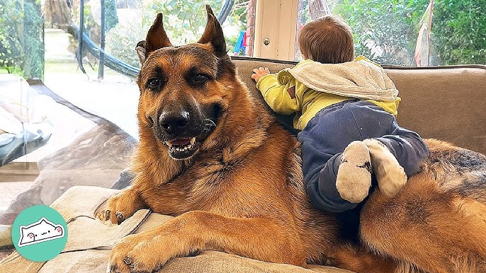 3 Giant Shepherds Cuddle and Protect Their Babies | Cuddle Buddies - YouTube